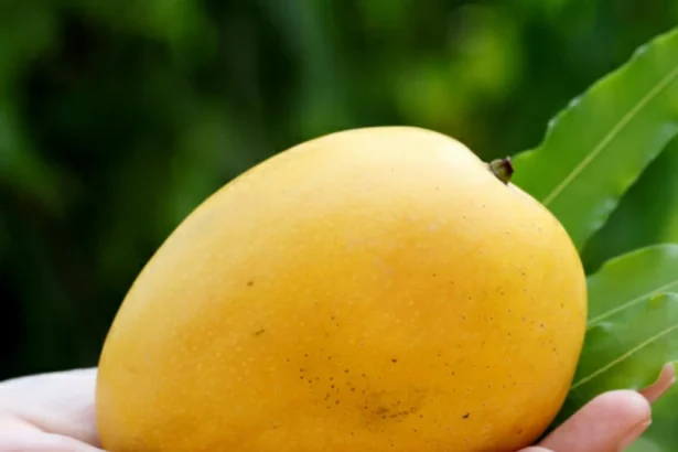 Top Mango Varieties In India