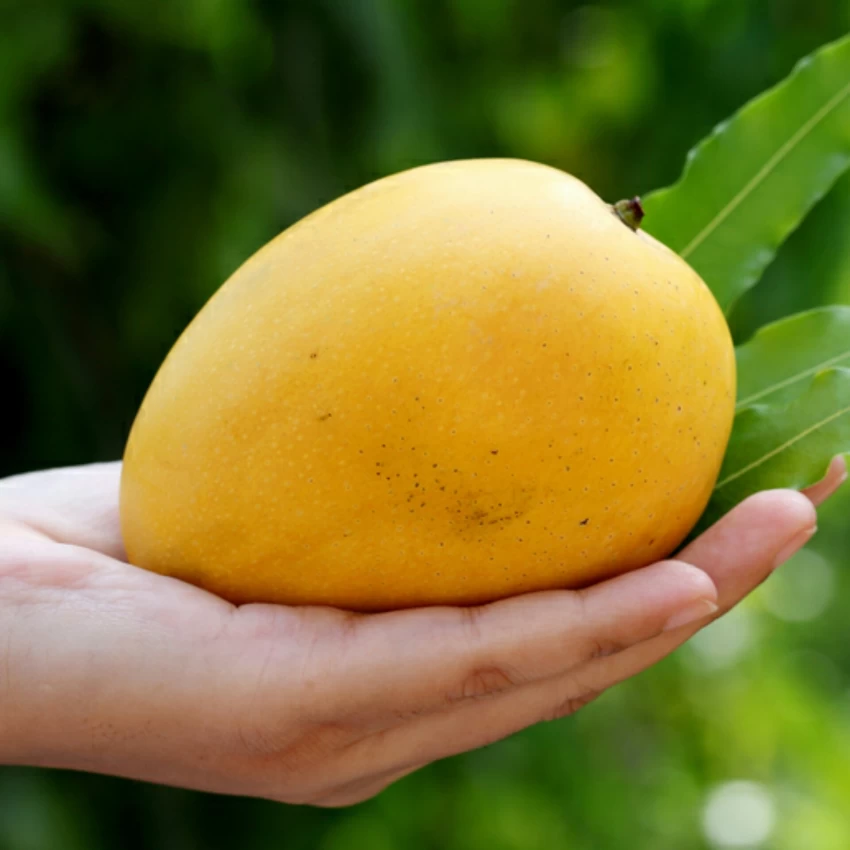 Top Mango Varieties In India